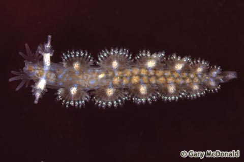 Hancockia_californica_slide_006