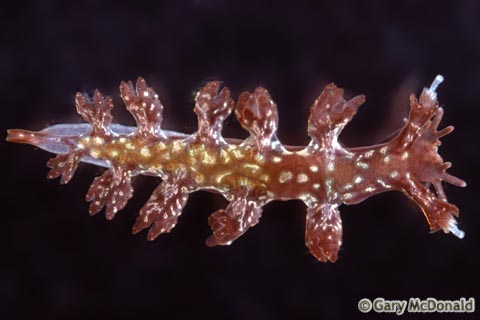 Hancockia_californica_slide_007