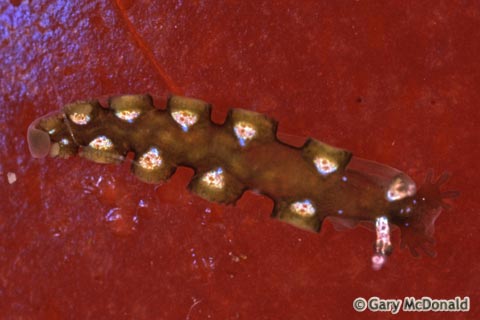 Hancockia_californica_slide_008