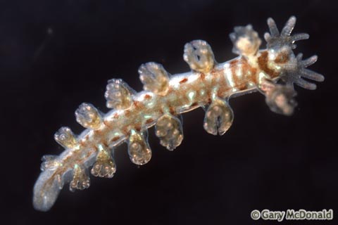 Hancockia_californica_slide_009