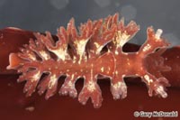 thumb_Hancockia_californica_1_0030