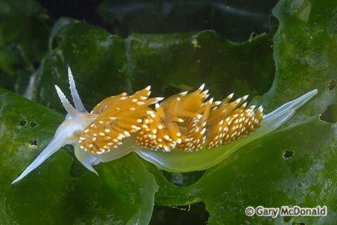 Hermissenda_crassicornis_0020