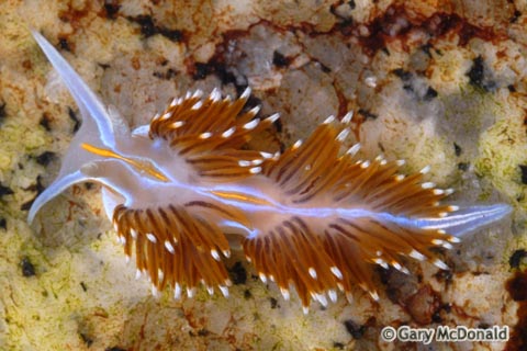 Hermissenda_crassicornis_0037