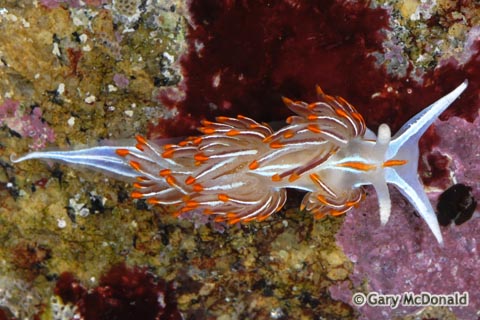 Hermissenda_crassicornis_0137