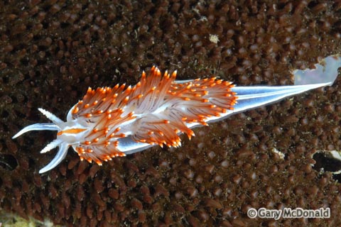 Hermissenda_crassicornis_0145