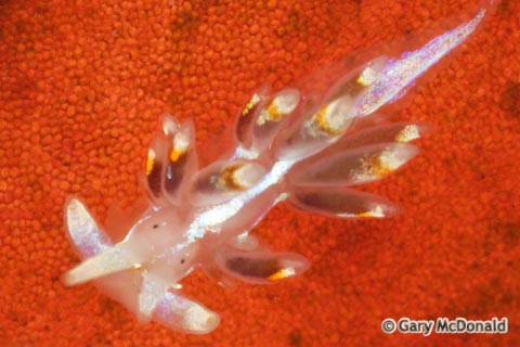 Hermissenda_crassicornis_0182