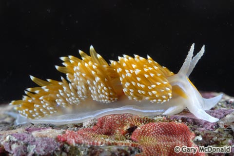 Hermissenda_crassicornis_5-0086.jpg