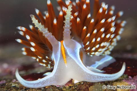 Hermissenda_crassicornis_9-0123.jpg