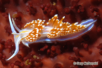 thumb_Hermissenda_crassicornis_0050