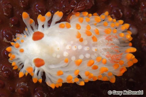 Limacia_cockerelli_4_0014