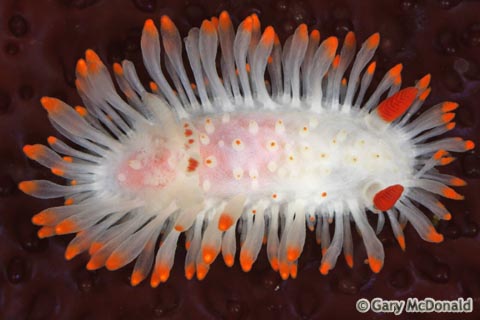 Limacia_cockerelli_5_0032