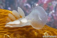 thumb_Melibe_leonina_0012