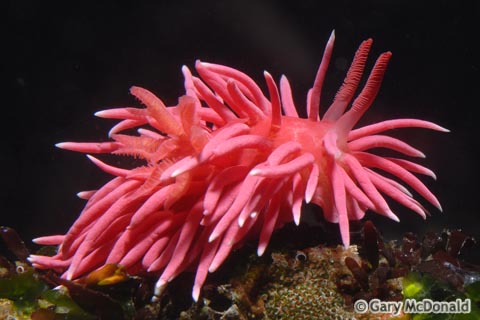 Okenia_rosacea_1_0008