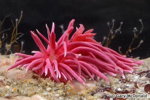 Okenia_rosacea_3_0045