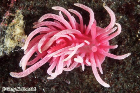 Okenia_rosacea_4_0058