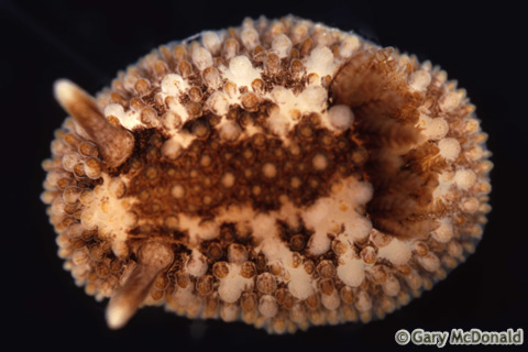 Onchidoris_bilamellata_slide_002.jpg