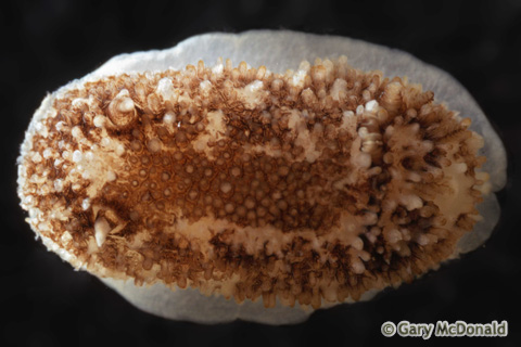 Onchidoris_bilamellata_slide_008.jpg