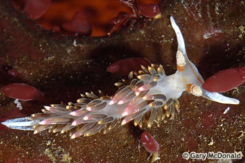 Phidiana_hiltoni_1_0003