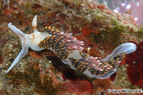 Phidiana_hiltoni_3_0055