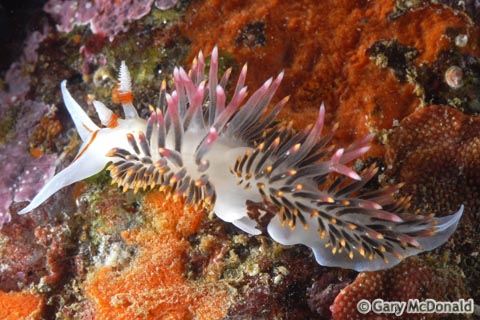 Phidiana_hiltoni_6_0140