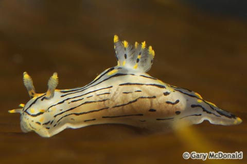 Polycera_atra_2_0071