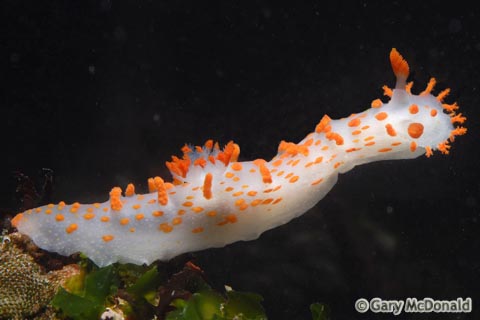 Triopha_catalinae_1_0034