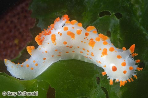 Triopha_catalinae_2_0045