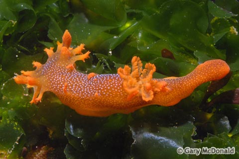 Triopha_maculata_1_0009