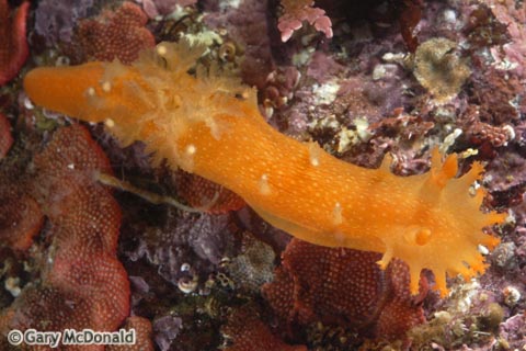 Triopha_maculata_6_0085