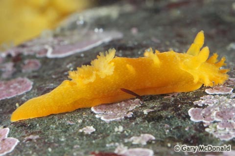 Triopha_maculata_8_0134