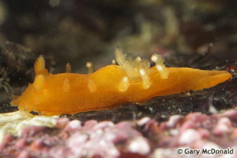 Triopha_maculata_9_0122