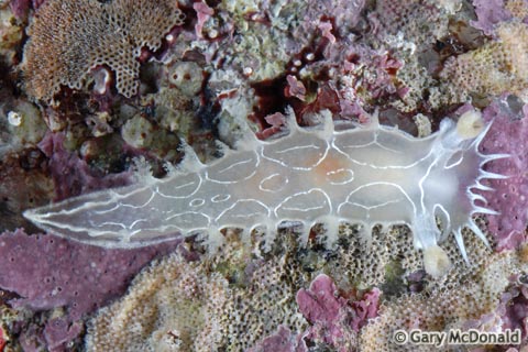 Tritonia_festiva_2_0043