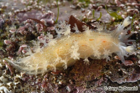 Tritonia_festiva_5_0104