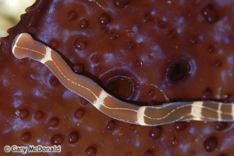 Tubulanus_sexlineatus_0004.jpg