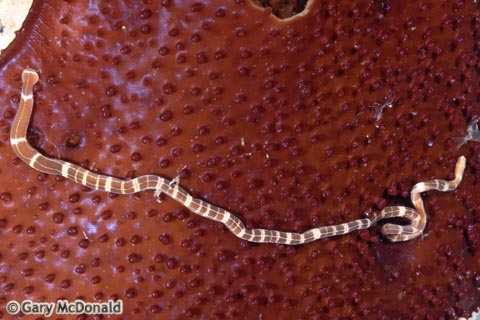 Tubulanus_sexlineatus_0005.jpg