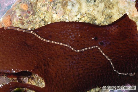 Tubulanus_sexlineatus_0012.jpg