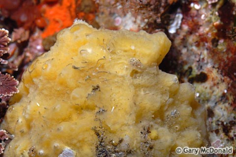 Halichondria_(Halichondria)_panicea_0002.jpg