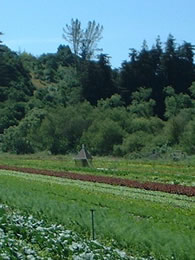 View of a crops in a farm