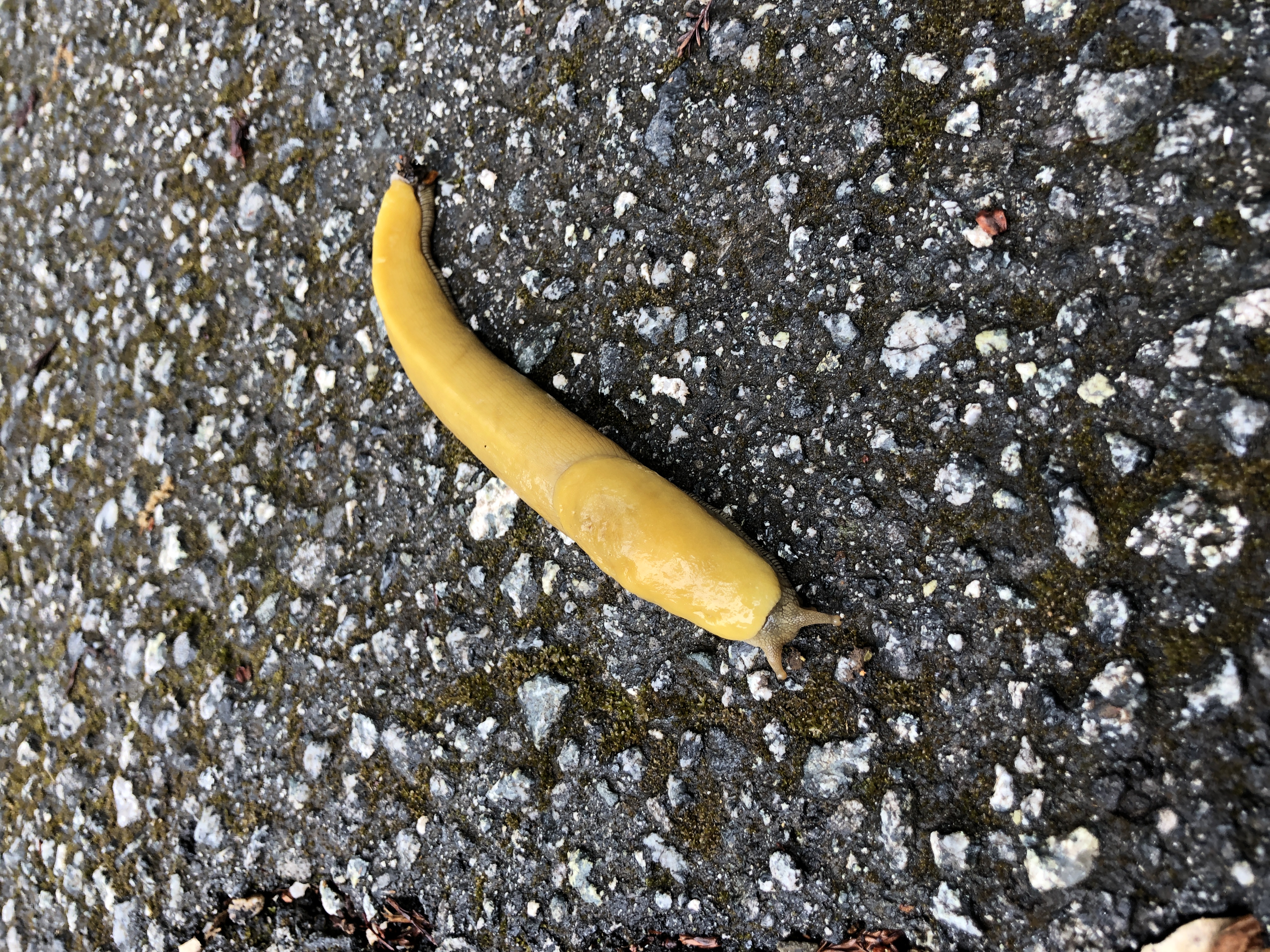 photo of a banana slug