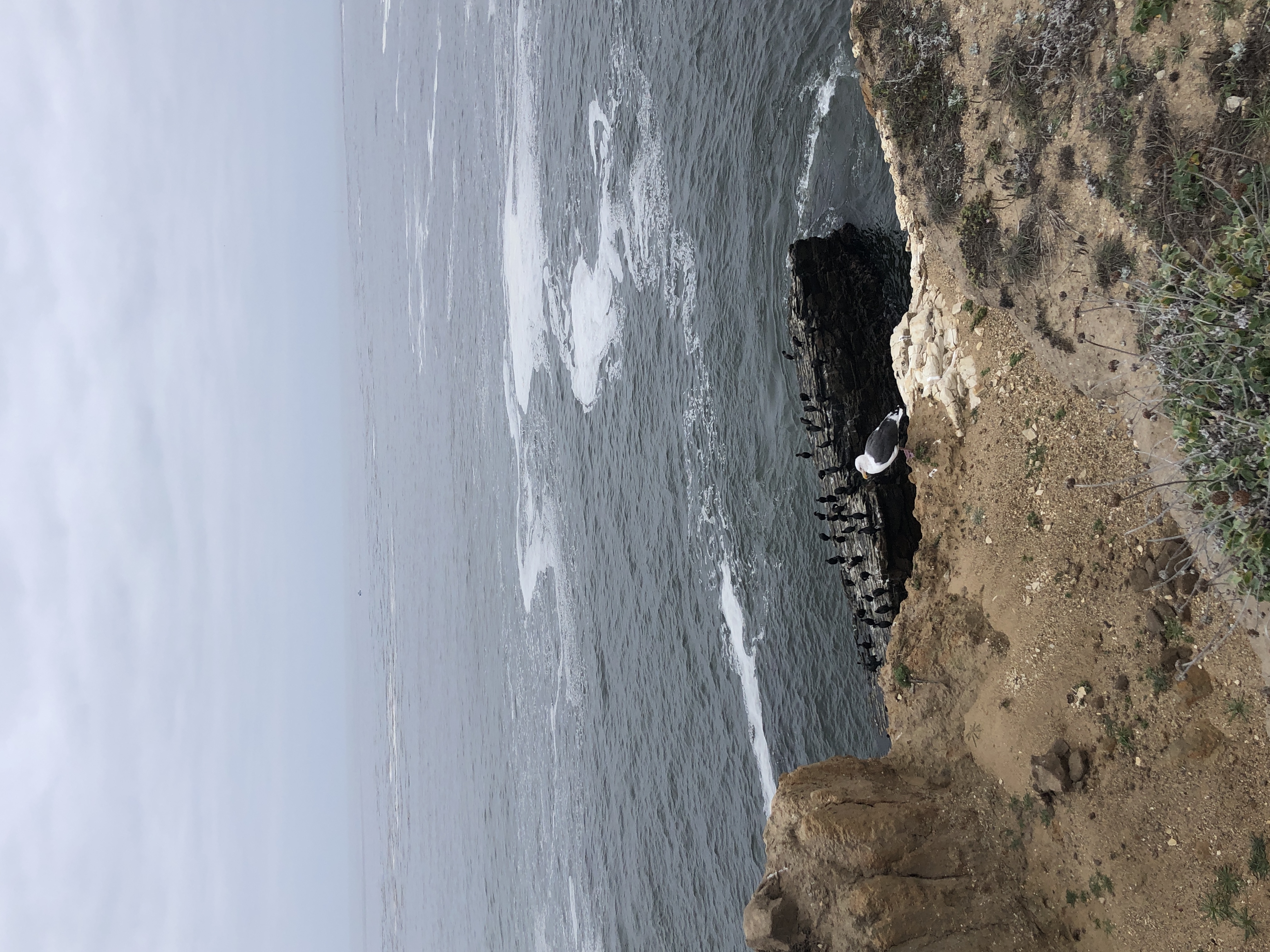 photo of birds on a cliff near ocean