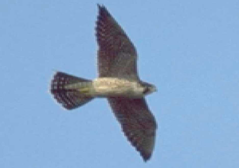 Perergrine Falcon