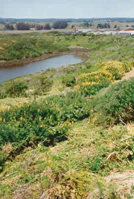 Yellow Lupin field