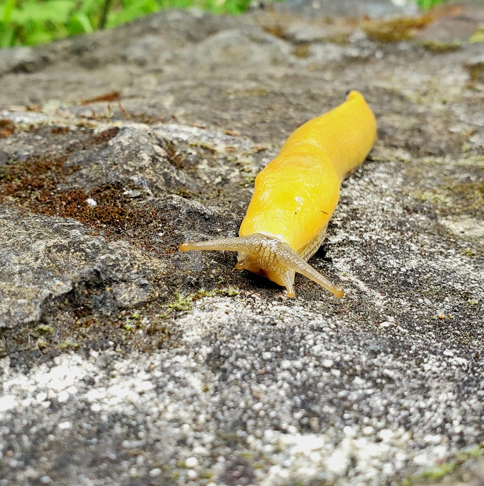 A banana slug