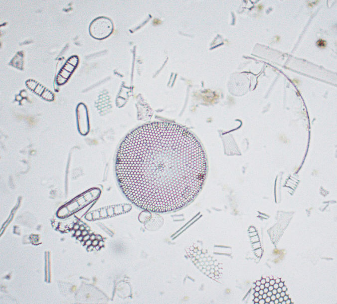 Diatom Assemblage