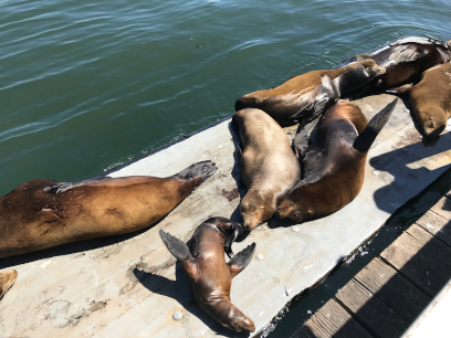 Sea lions, Santa Cruz Municipal Wharf, Aug. 2019