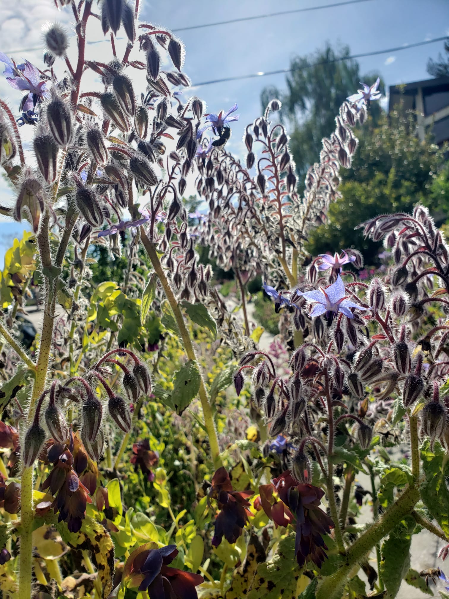 flowers in Santa Cruz.